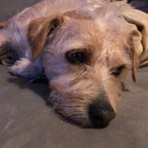 Meet your Posher, Dani